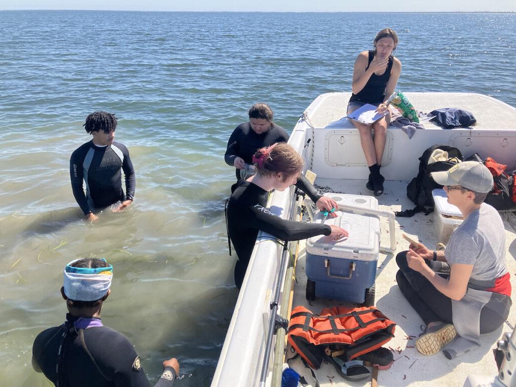 一群学生, 有的站在水里，有的站在船上, 从弗吉尼亚东岸采集样本